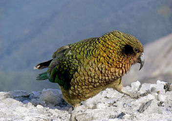 Kea. NZ Alpine parrot. - image gratuit #461517 
