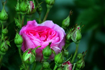 The Rose-flower among buds... - бесплатный image #461827