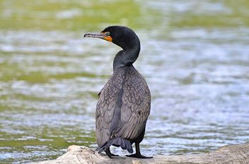 My Lucky Log! Double-crested Cormorant - image #462227 gratis