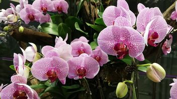 orchids - image gratuit #462587 