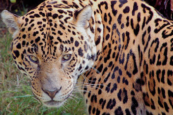 Jaguar - Free image #462797