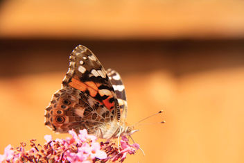 Butterfly - Summer - image #462927 gratis