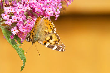 Butterfly in the wild garden - image gratuit #462937 