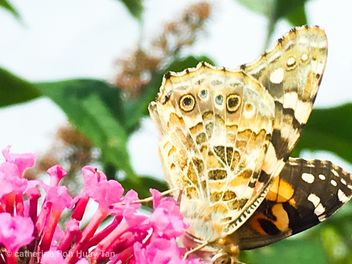 Butterfly - wild garden - image #463467 gratis