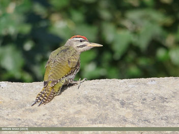 Scaly-bellied Woodpecker (Picus squamatus) - Free image #463767