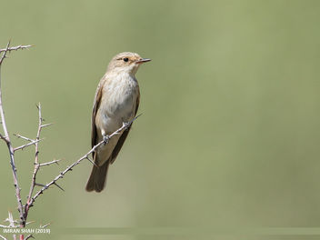 Spotted Flycatcher (Muscicapa striata) - Free image #464167