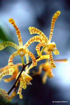 Wild orchid by iezalel williams IMG_8148-003 - бесплатный image #464227