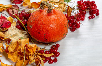 Dry autumn leaves, pumpkin and viburnum berries on white wooden background - Free image #464507
