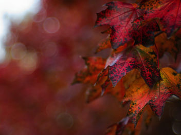Red leaves - Free image #464697