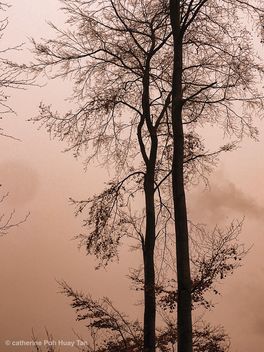Tree, Cannock Chase, England - бесплатный image #465507