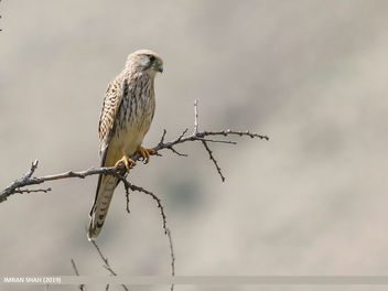 Common Kestrel (Falco tinnunculus) - image #465527 gratis