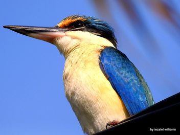 Portrait of a Sacred Kingfisher by iezalel williams DSCN1474-002 - image gratuit #465687 