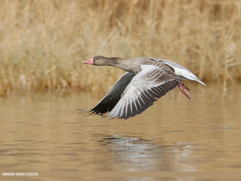 Greylag Goose (Anser anser) - image gratuit #465857 