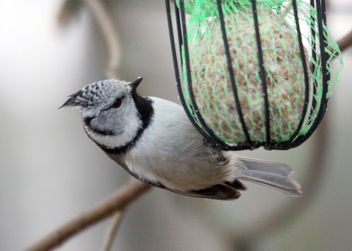 The crested tit,,,, - Free image #465997