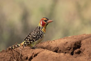 Red and Yellow Barbet - Kostenloses image #466007