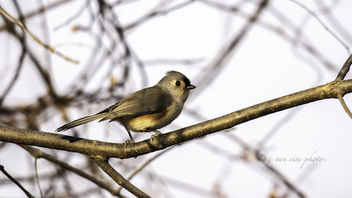 Tufted Titmouse ~ Baeolophus Bicolor ~ Huron River and Watershed, Michigan - Kostenloses image #466077