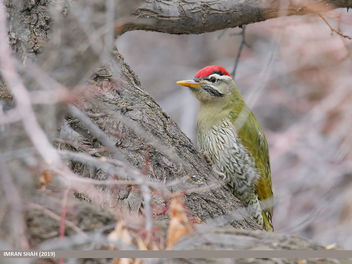Scaly-bellied Woodpecker (Picus squamatus) - Free image #466367