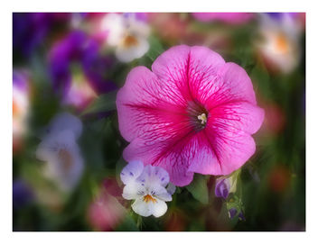 Summer Bloom in Fairbanks - бесплатный image #466437