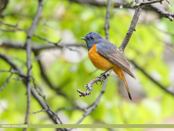 Blue-fronted Redstart (Phoenicurus frontalis) - Free image #466537