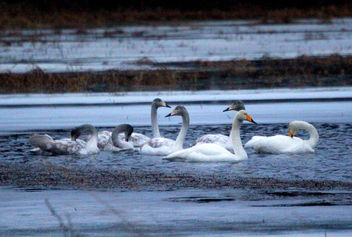 Swan familie - image #466627 gratis