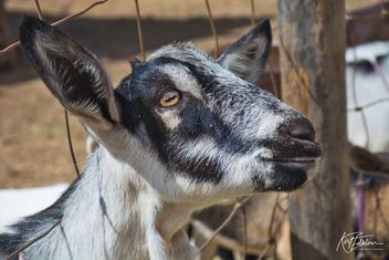 A Goats life - Free image #466657