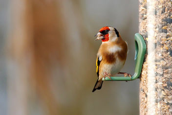 Goldfinch - Free image #466717