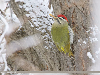 Scaly-bellied Woodpecker (Picus squamatus) - image #466807 gratis
