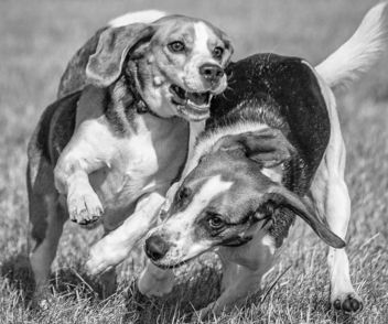 Beagle race - бесплатный image #466857