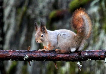 Squirrel on a branch - image gratuit #467017 