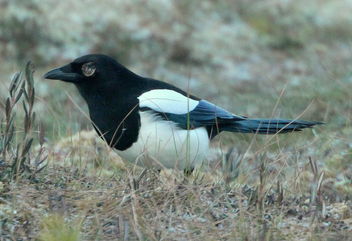 The magpie - Kostenloses image #467207