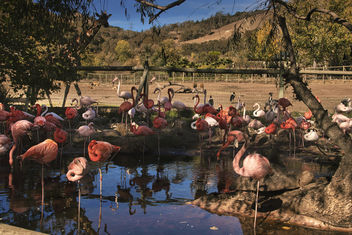 Flamingos - image gratuit #467287 