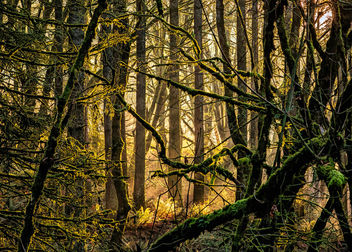 Morning sun in the woods - image #467617 gratis
