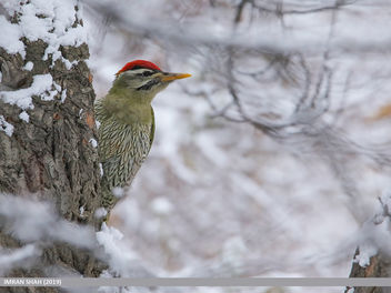 Scaly-bellied Woodpecker (Picus squamatus) - image #467777 gratis