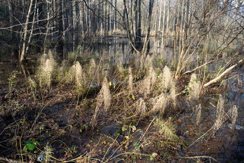 Swamp (Avigliana wet land). Best viewed large. - image gratuit #468517 