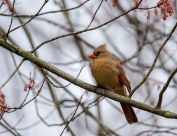 Female Cardinal Brightening Up a Dull, Grey Day - image gratuit #468597 