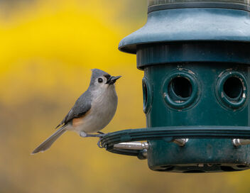 Tufted Titmouse at Feeder - Kostenloses image #468677