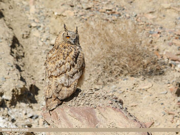 Eurasian Eagle-owl (Bubo bubo) - Kostenloses image #468727