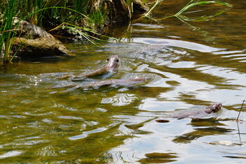 otters swimming - image gratuit #469117 