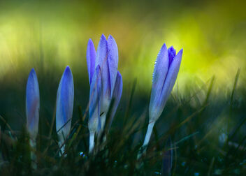 Spring Crocus - бесплатный image #469137