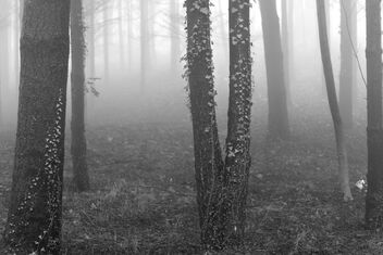 Forest scene. - бесплатный image #469147