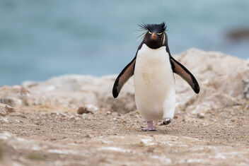 Rockhopper Penguin - image gratuit #469417 
