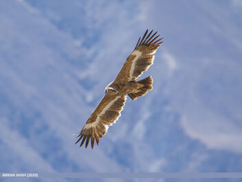 Steppe Eagle (Aquila nipalensis) - Free image #469477