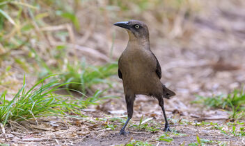 Great-tailed Grackle (f) - image gratuit #469627 