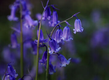 Bluebells in Barn Wood - image #469647 gratis