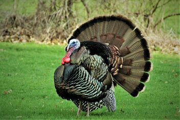 Backyard Turkey - бесплатный image #469657