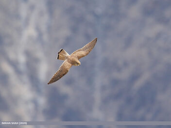 Common Kestrel (Falco tinnunculus) - Free image #469897
