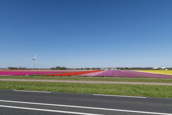 Noord-Holland Tulip fields - Free image #470077