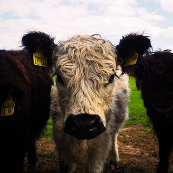 Cattle are curious; especially the young animals. | 26. April 2020 | Kreis Segeberg - Schleswig-Holstein - Germany - бесплатный image #470117
