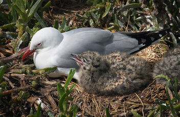 NZ red billed gull. - image gratuit #470207 