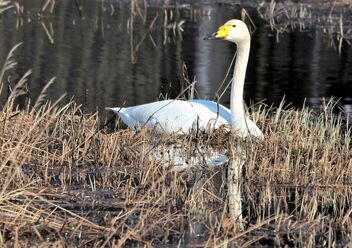 Swan and spring sunny afternoon - Free image #470247